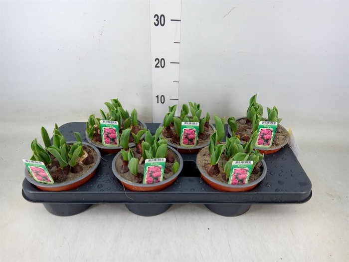 <h4>Tulipa DU   ...</h4>