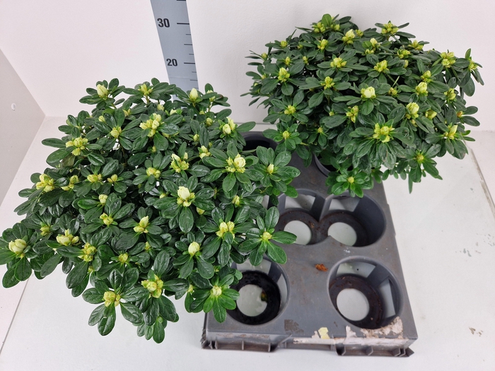 <h4>RHODO SI OV</h4>