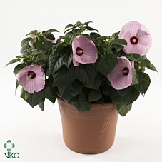 HIBISCUS M LU PINK S