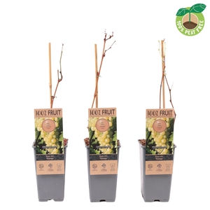 Vitis vinifera 'Supaga',P15 (extra winterhard)