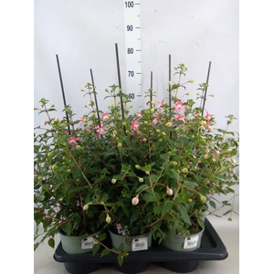 Fuchsia   ...