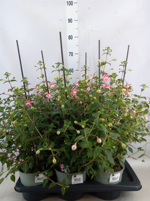 <h4>Fuchsia   ...</h4>