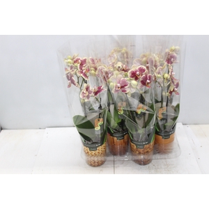 PHALAENOPSIS MINI P09 2 HT