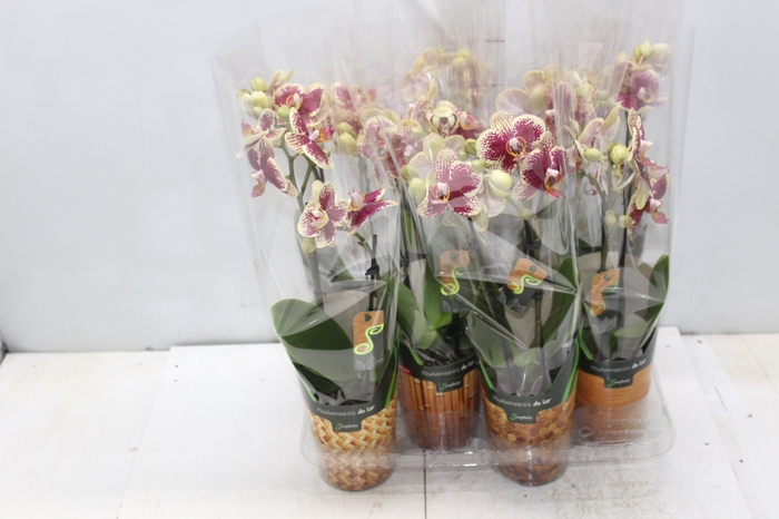 <h4>PHALAENOPSIS MINI P09 2 HT</h4>