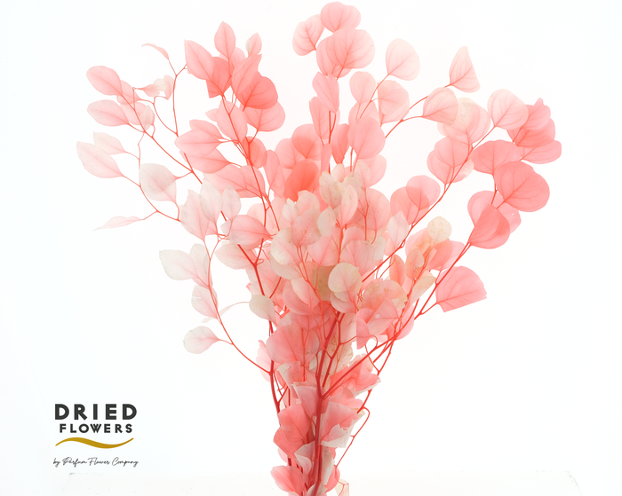 <h4>DRIED BLEACHED EUCALYPTUS POPULUS WATERMEL*</h4>