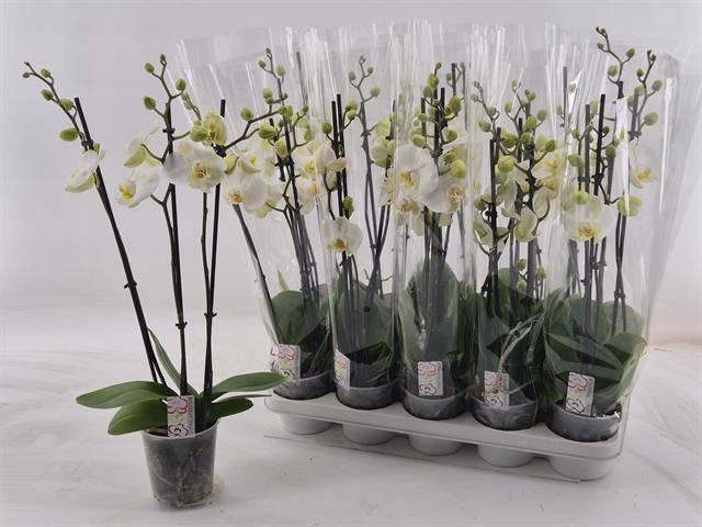 <h4>PHAL OV WIT</h4>