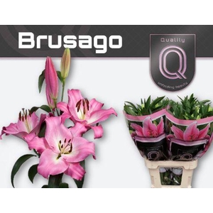 LI OT BRUSAGO 3pit