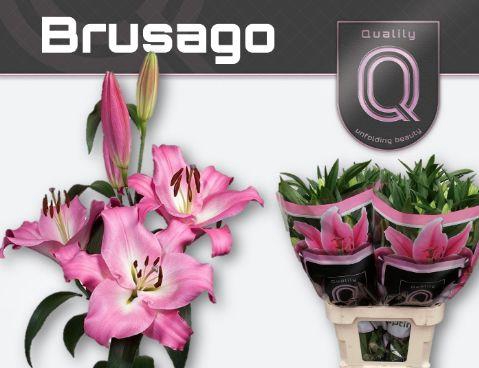 <h4>LI OT BRUSAGO 5+</h4>