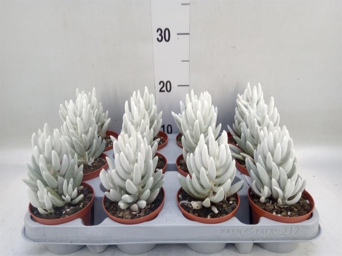 <h4>Senecio   ...</h4>