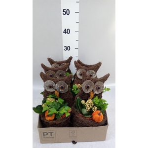 Arr.   Planten L%