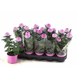 CHRYS FP PURPLE