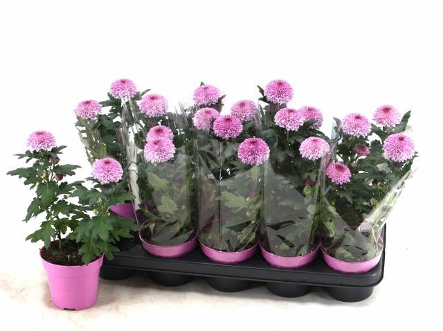 <h4>CHRYS FP PURPLE</h4>
