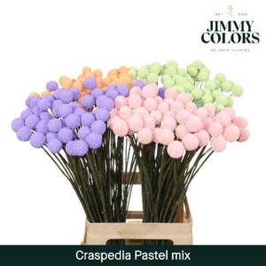 Craspedia L60 Pastel Mix