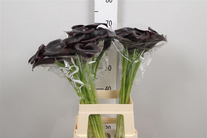 <h4>Zant Cantor</h4>