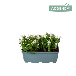 Campanula Ambella Pure White Bloembak 27 cm
