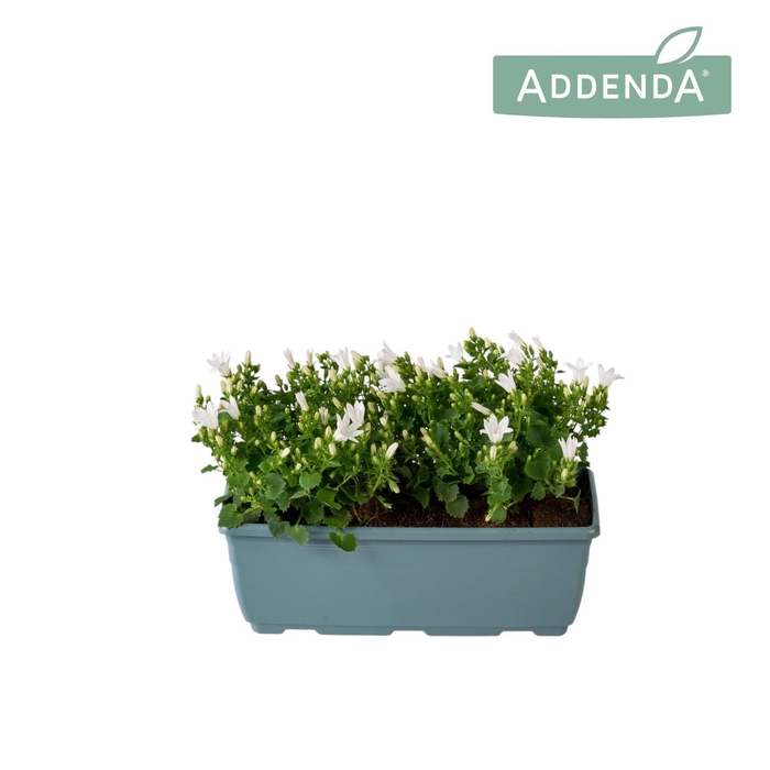 <h4>Campanula Ambella Pure White Bloembak 27 cm</h4>