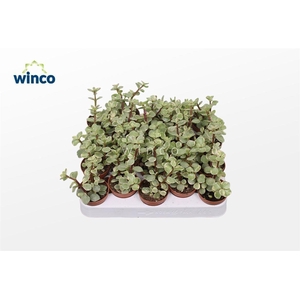 Crassula Afra Variegata