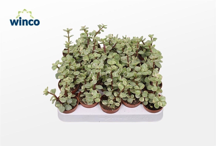 <h4>Crassula Afra Variegata</h4>