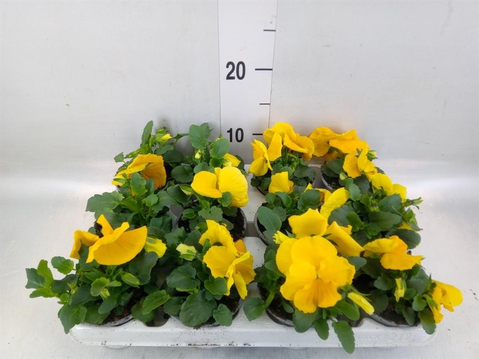 <h4>Viola wr. 'Alpha Yellow'</h4>