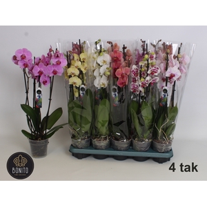PHAL GEM 5 KL