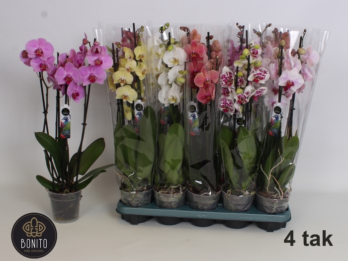 <h4>PHAL GEM 5 KL</h4>