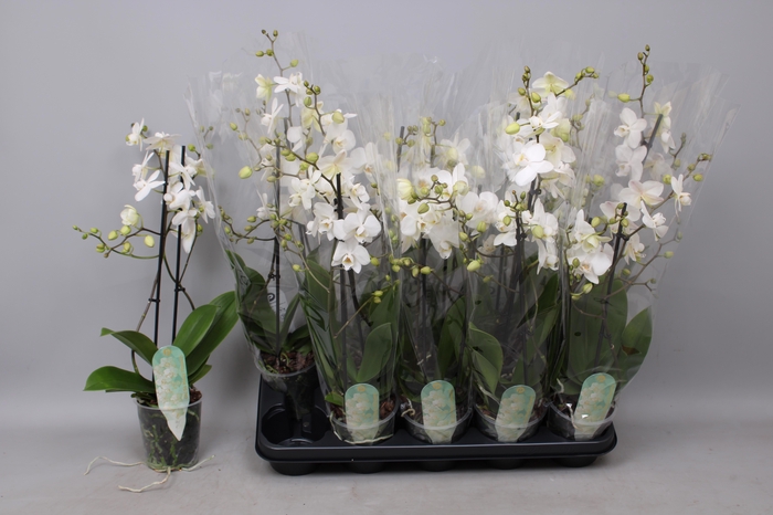 <h4>PHAL MF AN VENICE</h4>