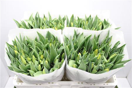 <h4>Tu En Yellow Flight</h4>