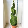 arr8 Buxu Sempervirens