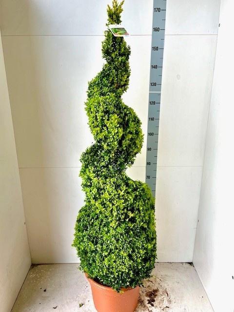 arr8 Buxu Sempervirens