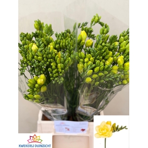 FREESIA DU GRANDEUR 17 GR.