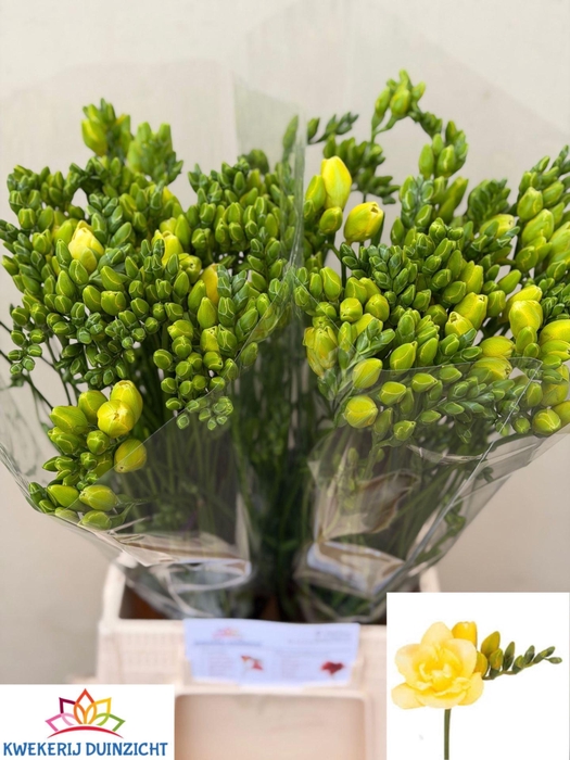 <h4>FREESIA DU GRANDEUR 17 GR.</h4>