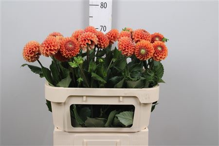 <h4>Dahl Bronze Cornel</h4>