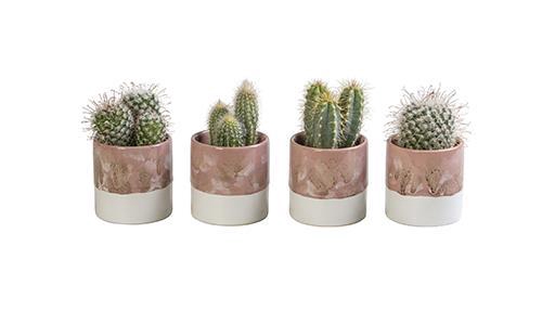 <h4>CACTUS MIX P6 L 65826</h4>