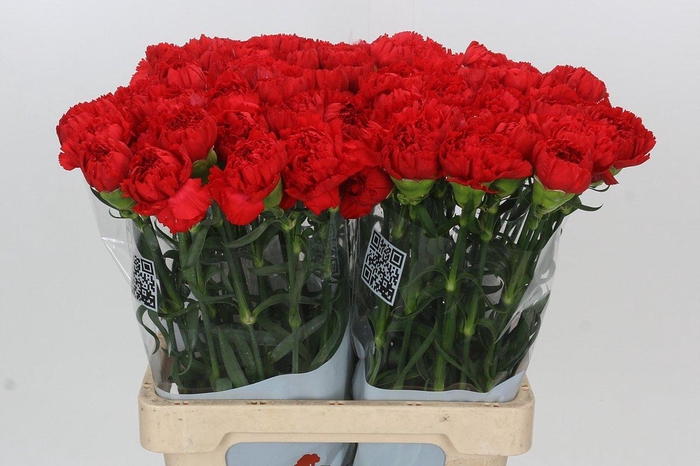 <h4>Dianthus St Gennaro</h4>