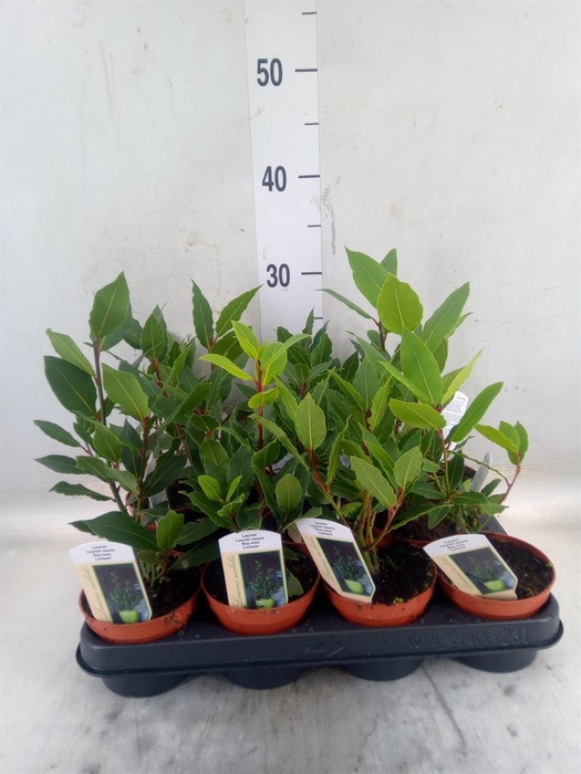 <h4>Laurus nobilis</h4>