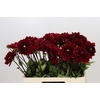 Dahlia Red Runner
