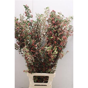 Cotoneaster Lang