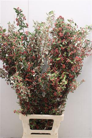 <h4>Cotoneaster Lang</h4>