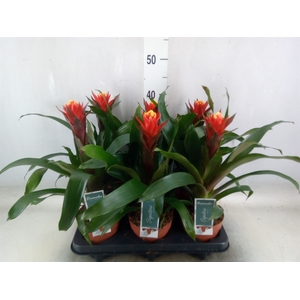 Guzmania  'Happyness'
