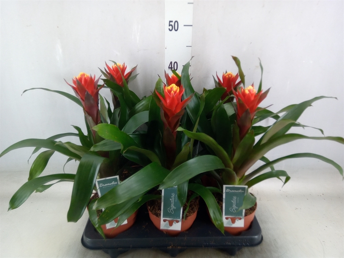 <h4>Guzmania  'Happyness'</h4>