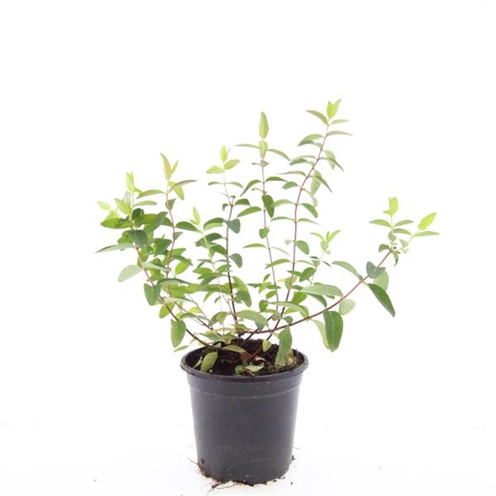 <h4>Hypericum Hidcote</h4>