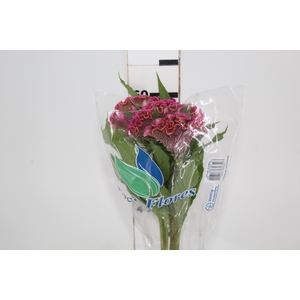 CELOSIA ARG CRISTATA NEO ROSE 060 CM