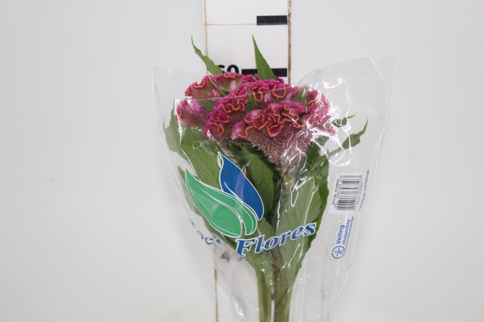<h4>CELOSIA ARG CRISTATA NEO ROSE 060 CM</h4>