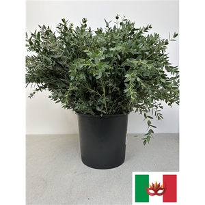 EUC PARVIFOLIA PER STEEL