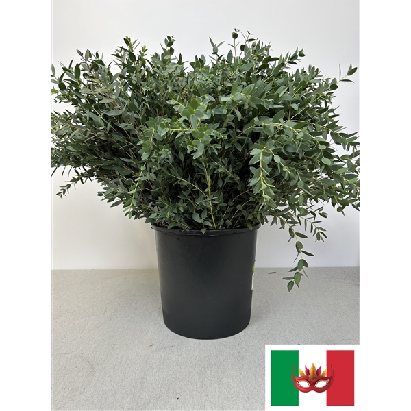 <h4>EUC PARVIFOLIA PER STEEL</h4>