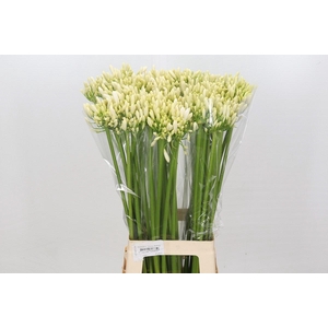 Agapanthus Gletsjer