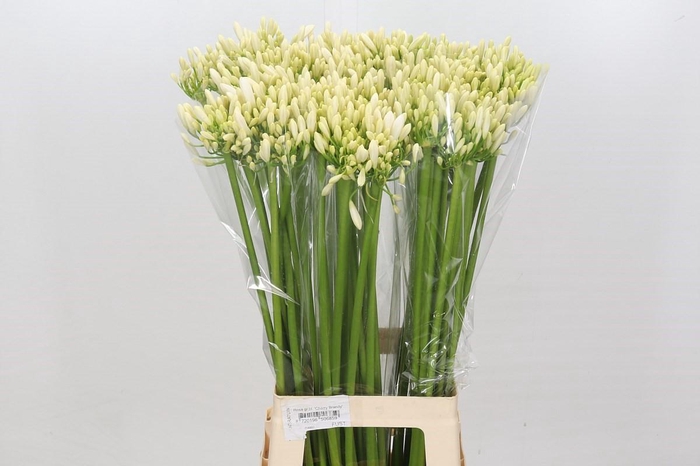 <h4>Agapanthus Gletsjer</h4>
