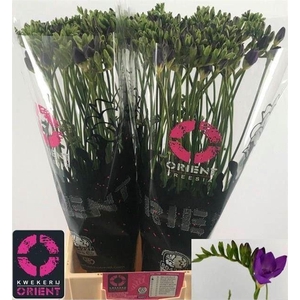 FREESIA DU BLUE BAYOU 17 GR.