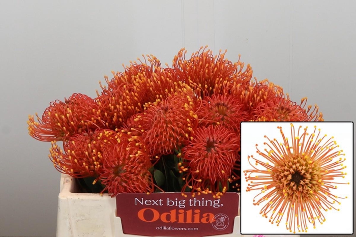 <h4>Nutans Gold Dust</h4>