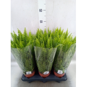 Nephrolepis exal. 'Green Lady'